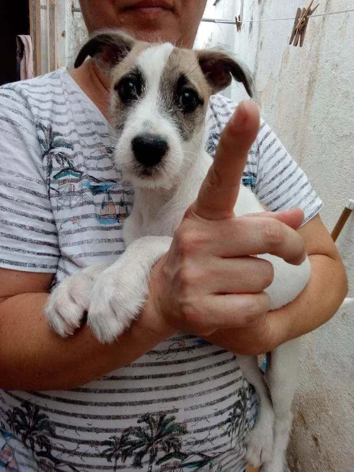 Cachorro raça Srd idade 2 a 6 meses nome Kira