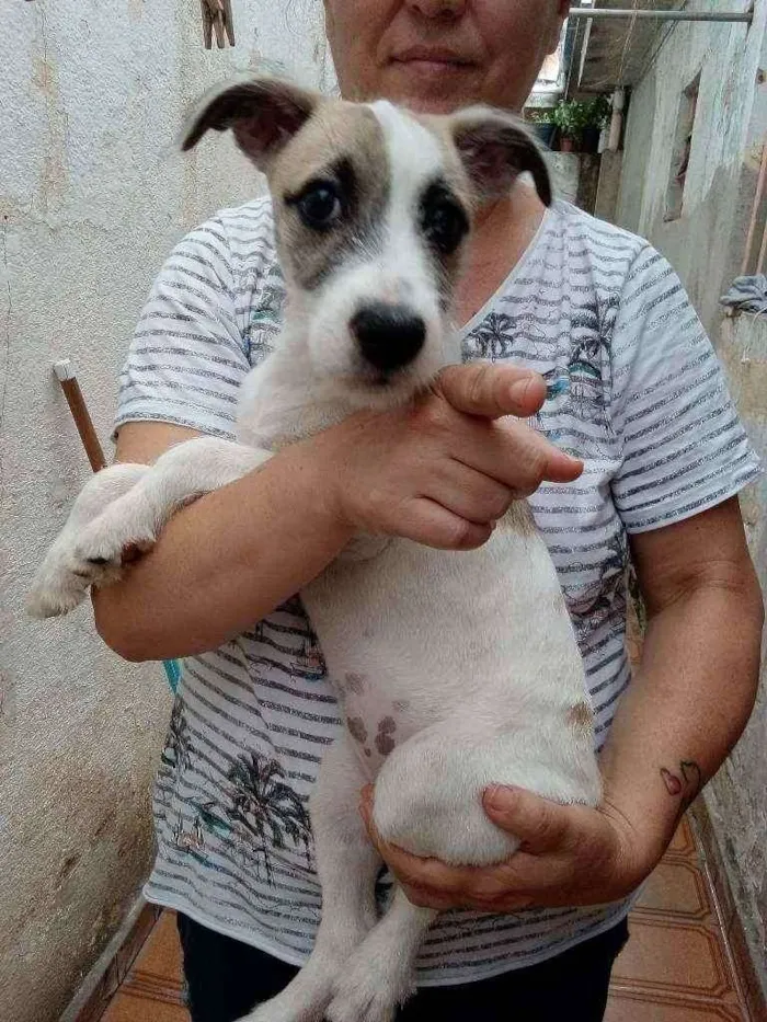 Cachorro raça Srd idade 2 a 6 meses nome Kira