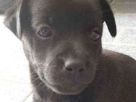 Cachorro ra a Vira-lata idade Abaixo de 2 meses nome Sem nome