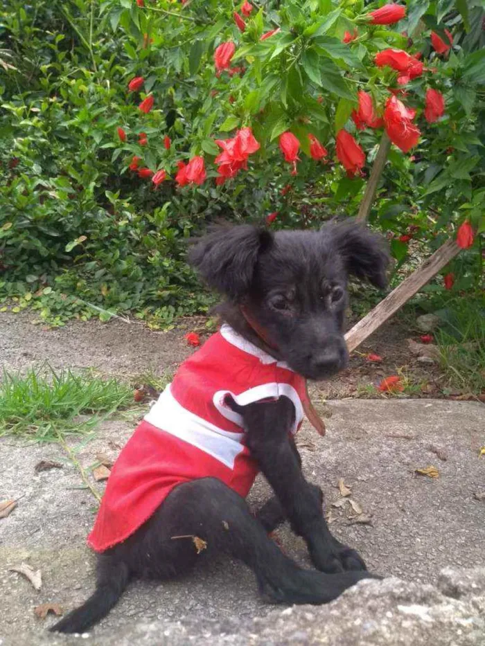 Cachorro raça Srd idade 2 a 6 meses nome Jujuba