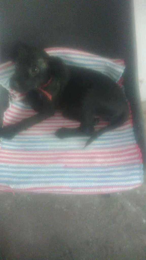 Cachorro raça Srd idade 2 a 6 meses nome Jujuba