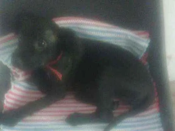 Cachorro raça Srd idade 2 a 6 meses nome Jujuba