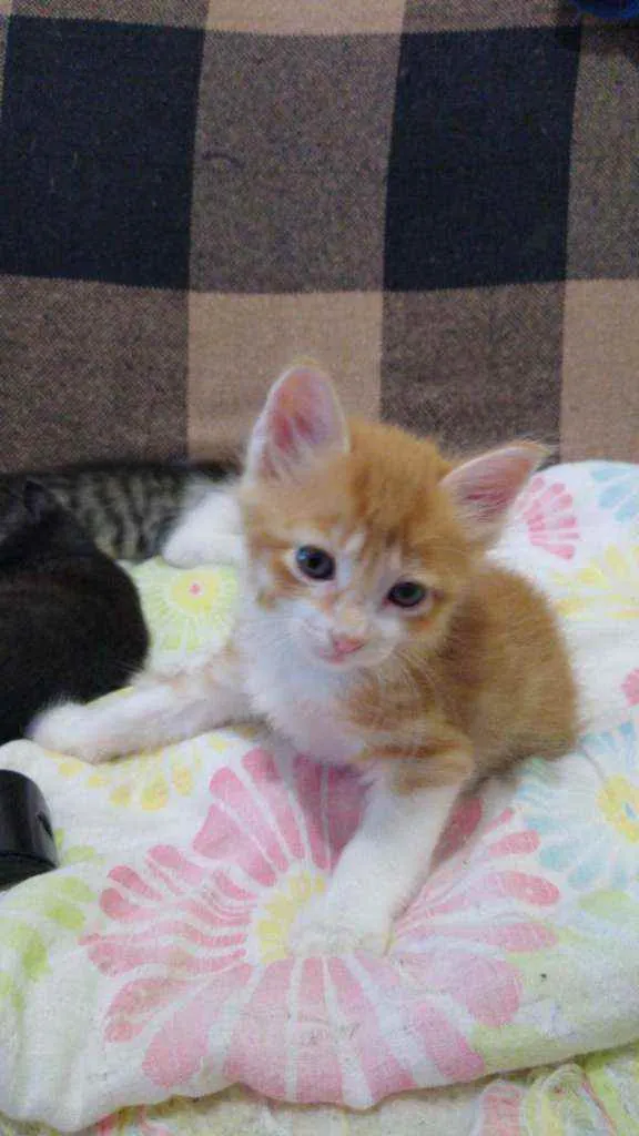 Gato raça Srd idade Abaixo de 2 meses nome Bred pit