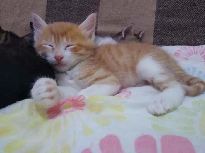 Gato raça Srd idade Abaixo de 2 meses nome Bred pit