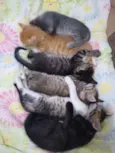 Faísca, fumaça, Bred