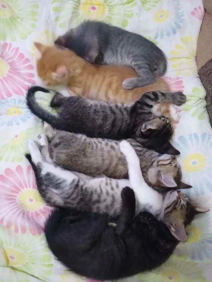 Gato raça Srd idade Abaixo de 2 meses nome Faísca, fumaça, Bred