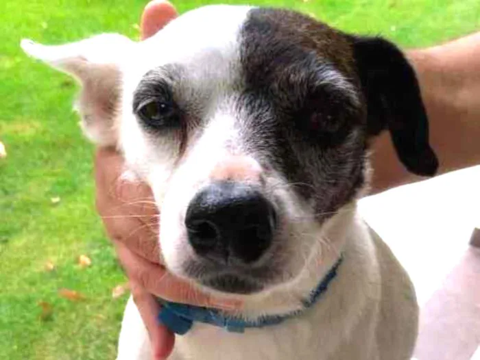 Cachorro ra a SRD-ViraLata idade 2 anos nome SemNome
