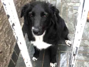 Cachorro raça Vira-lata com collie border  idade 7 a 11 meses nome Bebel 