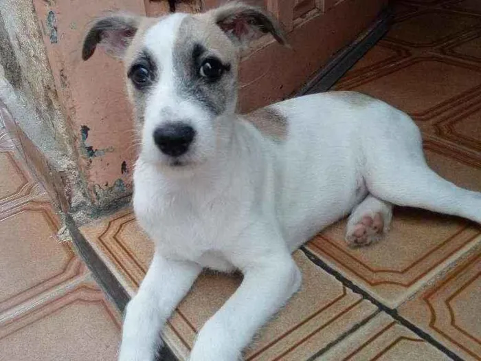 Cachorro raça Srd idade 2 a 6 meses nome Kira