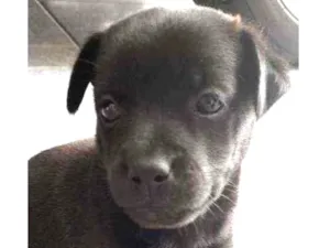 Cachorro raça Vira-lata idade Abaixo de 2 meses nome Sem nome