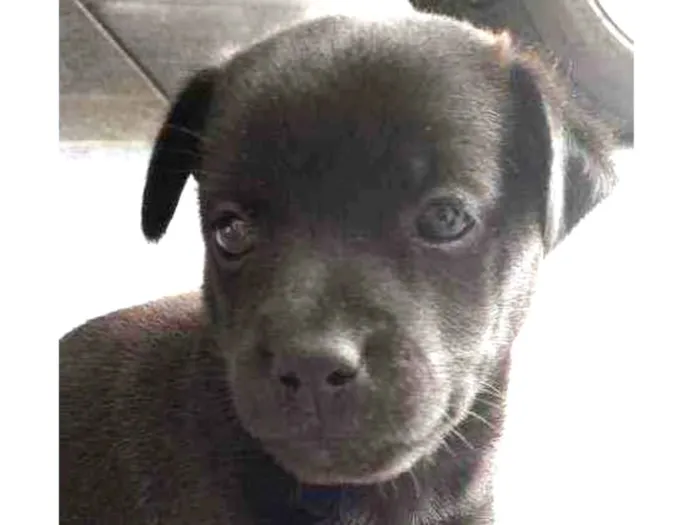 Cachorro ra a Vira-lata idade Abaixo de 2 meses nome Sem nome