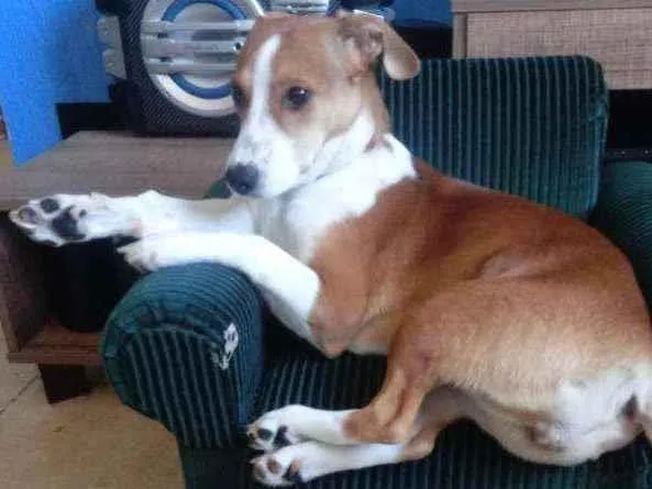 Cachorro raça Indefinida idade 7 a 11 meses nome Anthena