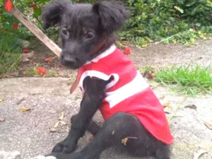 Cachorro raça Srd idade 2 a 6 meses nome Jujuba