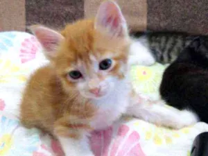 Gato raça Srd idade Abaixo de 2 meses nome Bred pit