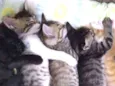 Faísca, fumaça, Bred