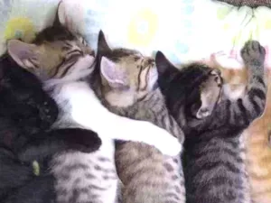 Gato raça Srd idade Abaixo de 2 meses nome Faísca, fumaça, Bred