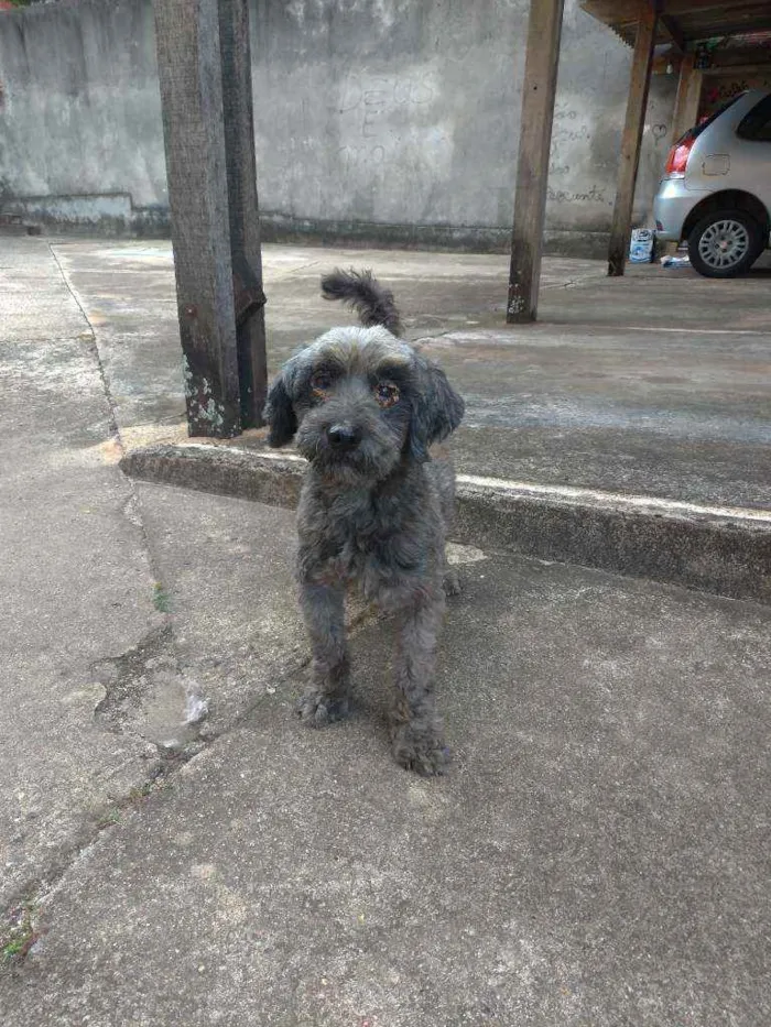 Cachorro ra a Poodle com vira lata idade  nome Sem nome