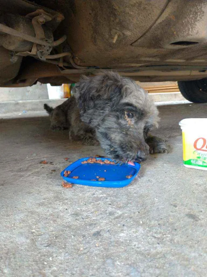 Cachorro ra a Poodle com vira lata idade  nome Sem nome