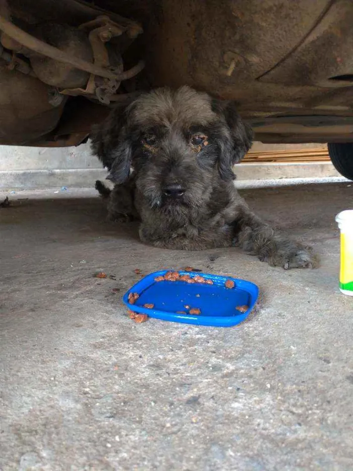 Cachorro ra a Poodle com vira lata idade  nome Sem nome