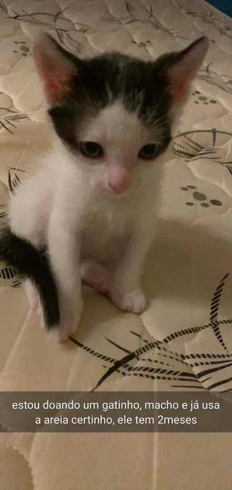Gato ra a RND idade Abaixo de 2 meses nome Mio