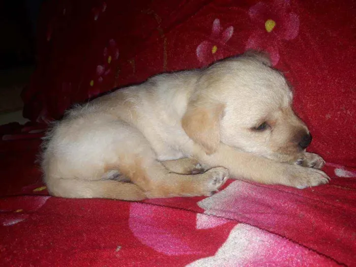 Cachorro ra a SRD idade 2 a 6 meses nome S/N