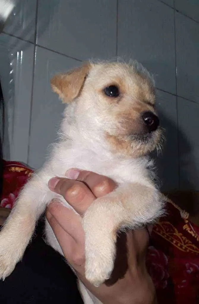 Cachorro ra a SRD idade 2 a 6 meses nome S/N