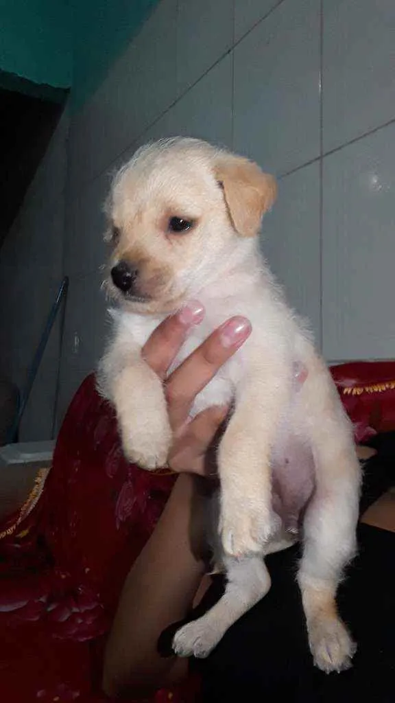 Cachorro ra a SRD idade 2 a 6 meses nome S/N