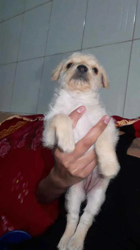 Cachorro ra a SRD idade 2 a 6 meses nome S/N