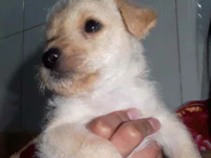 Cachorro raça SRD idade 2 a 6 meses nome S/N