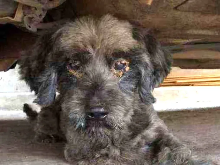Cachorro ra a Poodle com vira lata idade  nome Sem nome