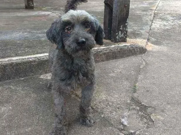 Cachorro ra a Poodle com vira lata idade  nome Sem nome