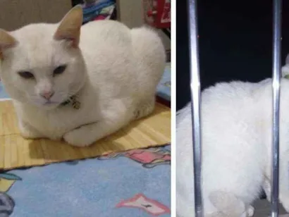 Gato raça Não definida idade 4 anos nome Rodrigo