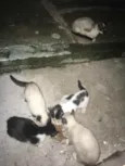 Gatos siamês 