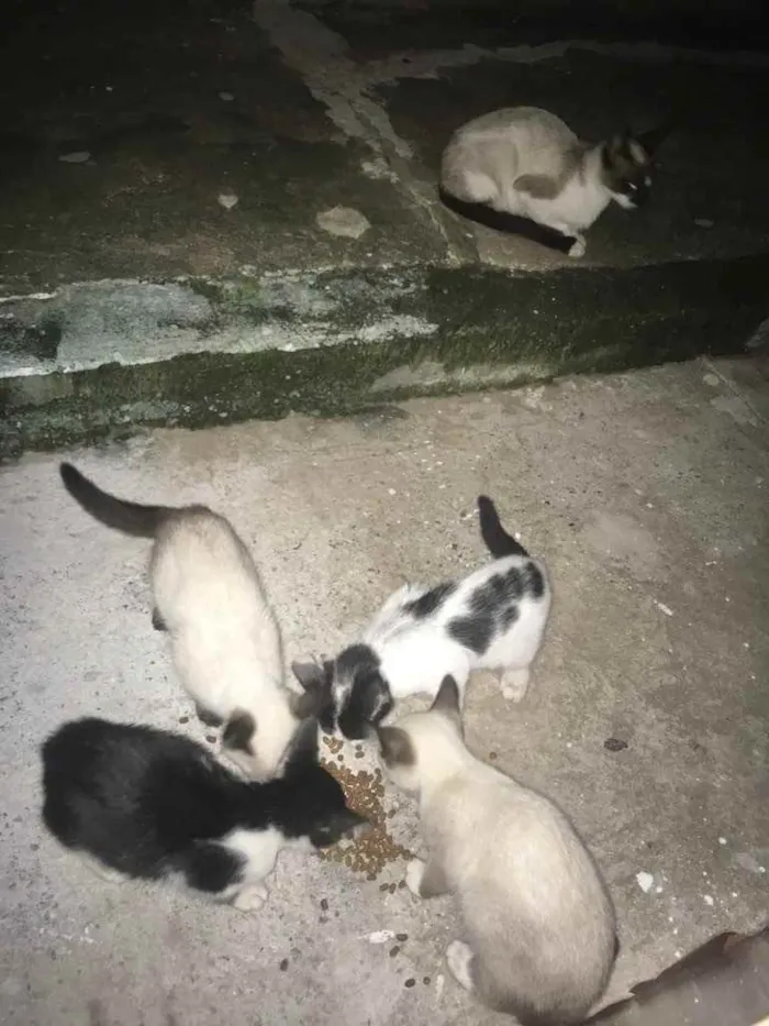 Gato ra a Vira lata  idade Abaixo de 2 meses nome Gatos siamês 