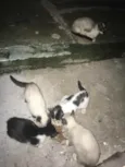 Gatos siamês 