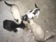 Gatos siamês 