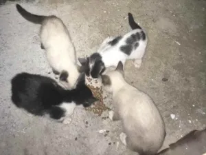 Gato raça Vira lata  idade Abaixo de 2 meses nome Gatos siamês 