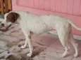 Ziah