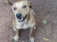 Sapeca