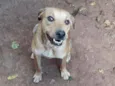Sapeca