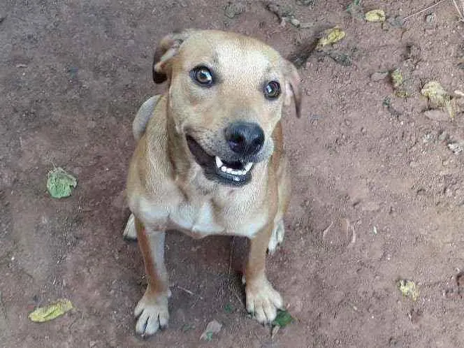 Cachorro ra a Vira-lata idade 7 a 11 meses nome Sapeca