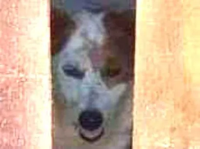 Cachorro raça Raça indefinida tipo booder co idade 6 ou mais anos nome Charopinho