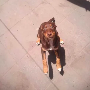 Cachorro raça Vira lata idade 7 a 11 meses nome Lara