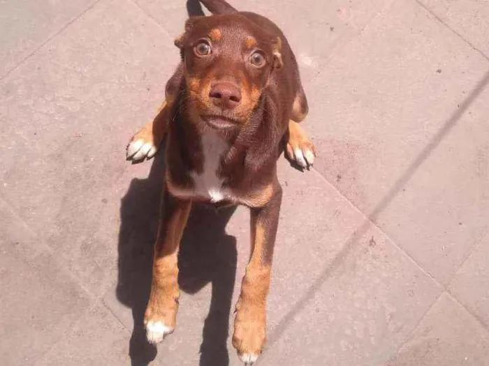 Cachorro raça Vira lata idade 7 a 11 meses nome Lara