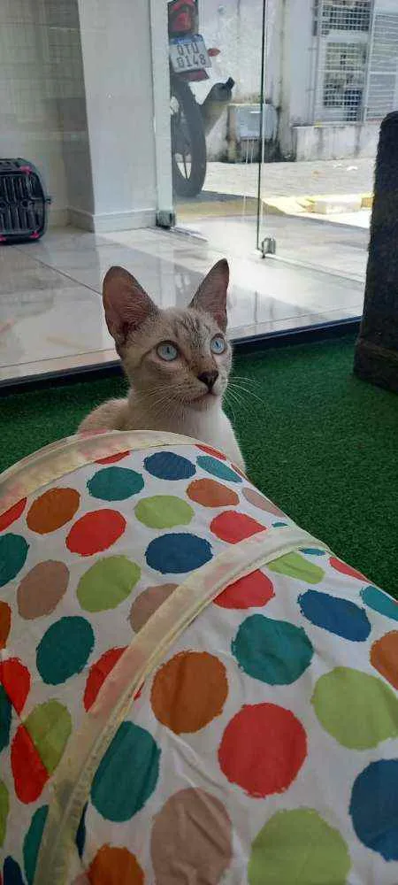 Cachorro raça SRD idade 2 a 6 meses nome Snow