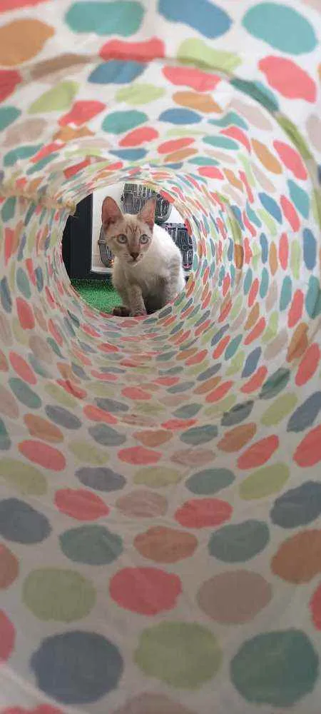 Cachorro raça SRD idade 2 a 6 meses nome Snow