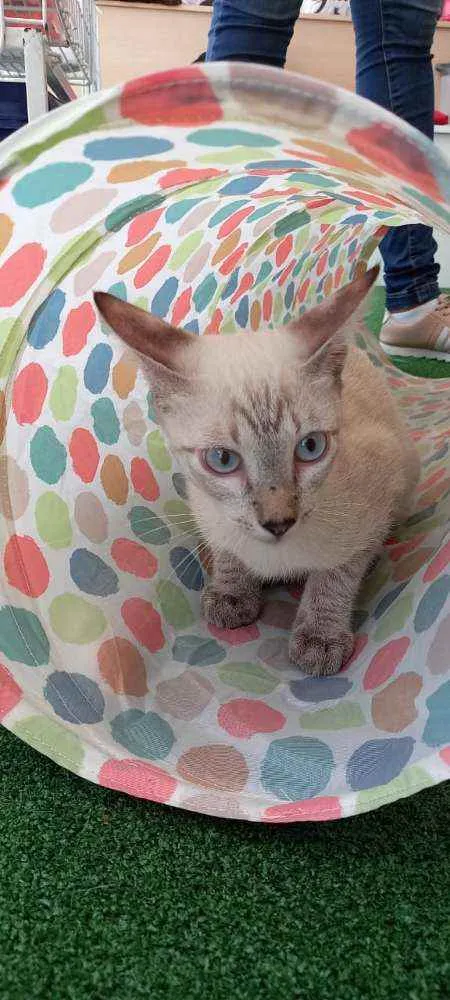 Cachorro raça SRD idade 2 a 6 meses nome Snow