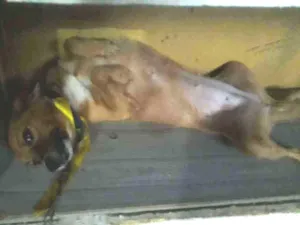 Cachorro raça Vira lata idade 1 ano nome Pepper