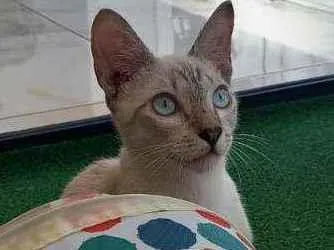 Cachorro raça SRD idade 2 a 6 meses nome Snow