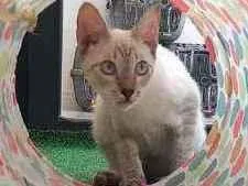 Cachorro raça SRD idade 2 a 6 meses nome Snow